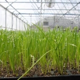 Kako uzgajati zeleni luk u stakleniku zimi